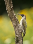 Gruenspecht-green_woodpecker-06_08_2016.jpg
