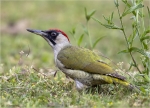 Gruenspecht-green_woodpecker-20_05_2015.jpg