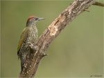 Gruenspecht-green_woodpecker-Jungvogel-03__Juli_2016.jpg