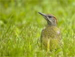Gruenspecht-green_woodpecker-Jungvogel_aus_2016.jpg