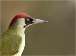 Gruenspecht-green_woodpecker-Maennchen-Portrait_2016.jpg