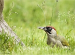 Gruenspecht-green_woodpecker-Mai_2016-weiblich.jpg
