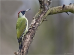 Gruenspecht-green_woodpecker-Weibchen-05_03_2016.jpg
