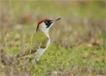 Gruenspecht-green_woodpecker-Weibchen-nass_vom_Regen.jpg