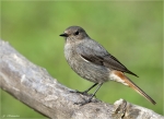 Hausrotschwanz-Phoenicurus_ochruros-28_04_2015.jpg