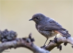 Hausrotschwanz-black_redstart-09_07_2016.jpg