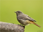 Hausrotschwanz-black_redstart-Jungvogel-20_06_2016.jpg