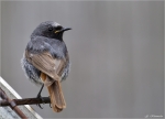 Hausrotschwanz-black_redstart-maennlich-16_06_2015.jpg