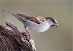 Haussperling-28_11_2015-maennlich.jpg