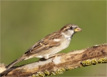 Haussperling-29__August_2015.jpg