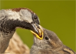 Haussperling-Fuetterung_eines_Jungvogels.jpg