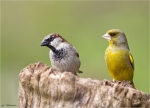 Haussperling-Gruenfink-beide_maennlich-07_04_2016.jpg