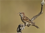 Haussperling-house_sparrow-Maennchen-07_09_2016.jpg