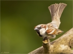 Haussperling-house_sparrow-Maennchen-09_05_2016.jpg