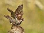 Haussperling-house_sparrow-Maennchen-11_02_2017.jpg