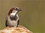 Haussperling-house_sparrow-Maennchen-11_04_2016.jpg