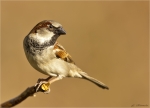 Haussperling-house_sparrow-Maennchen-13_03_2017.jpg