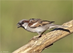 Haussperling-house_sparrow-Maennlich-04_06_2015.jpg