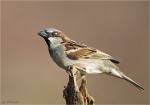 Haussperling-house_sparrow-maennlich-08_03_2016.jpg