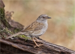 Heckenbraunelle-19_07_2015.jpg