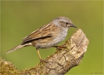 Heckenbraunelle-Prunella_modularis-02_05_2016.jpg