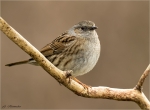 Heckenbraunelle-dunnock-22_03_2018.jpg