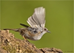 Heckenbraunelle-dunnock-Prunella_modularis-07_05_2016.jpg