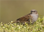 Heckenbraunelle-dunnock-Prunella_modularis-15_04_2016.jpg