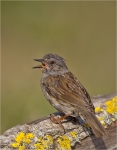 Heckenbraunelle-dunnock-Prunella_modularis-Juli_2015.jpg
