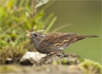 Heckenbraunelle-dunnock-am_Wasser.jpg