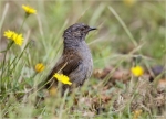 Heckenbraunelle-dunnock-im_Gras.jpg