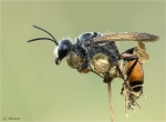 Heuschreckensandwespe-Sphex_funerarius-2019.jpg