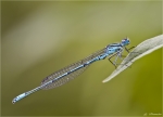 Hufeisen_Azurjungfer-Coenagrion_puella.jpg