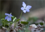 Hunds_Veilchen-Viola_canina.jpg