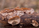 Judasohr-Auricularia_auricula-21_02_2015.jpg