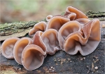 Judasohren-Auricularia_auricula-05_02_2016.jpg