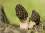 Kaeppchen-Morchel-Morchella_semilibera.jpg