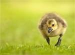 Kanadagans-canada_goose-Jungvogel-17_05_2016.jpg