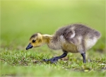Kanadagans-canada_goose-Jungvogel.jpg