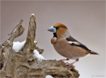 Kernbeisser-Coccothraustes_coccothraustes-03_03_2018.jpg