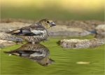 Kernbeisser-Jungvogel-Mai_2020.jpg