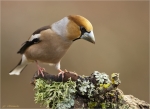 Kernbeisser-hawfinch-05_Februar_2017.jpg