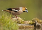 Kernbeisser-hawfinch-Maennchen-19_04_2017.jpg
