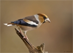Kernbeisser-hawfinch-maennlich-15_11_2017.jpg