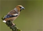 Kernbeisser-hawfinch-male-17_04_2019.jpg