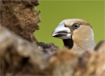 Kernbeisser-hawfinch-portrait-31_05_2016.jpg