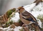 Kernbeisser_im_Winter-hawfinch.jpg