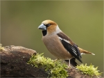 Kernbeissermaennchen-hawfinch-mit_haengenden_Fluegeln.jpg