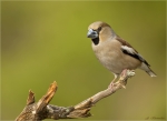 Kernbeisserweibchen-hawfinch-12_April_2017.jpg