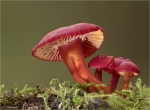 Kirschroter_Saftling-Hygrocybe_coccinea.jpg